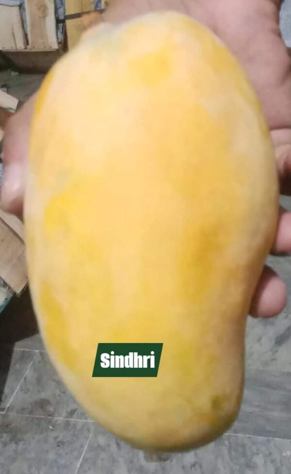 Sindhri - سندھڑی آم - Image 3