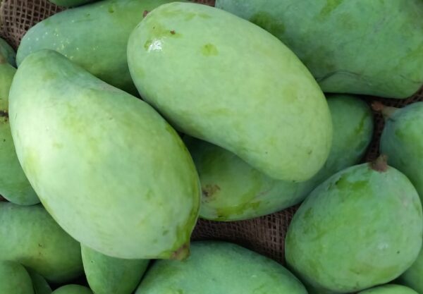 Sindhri - سندھڑی آم - Image 10