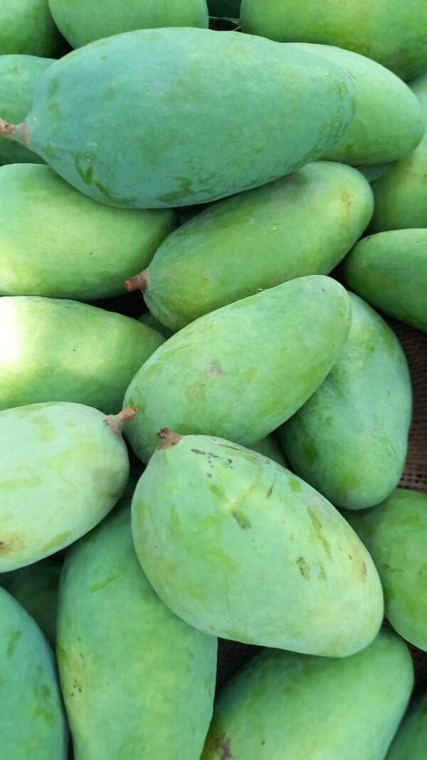 Sindhri - سندھڑی آم - Image 11