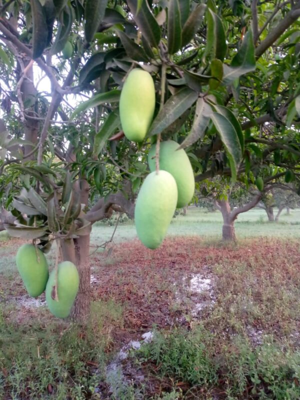 Sindhri - سندھڑی آم - Image 16