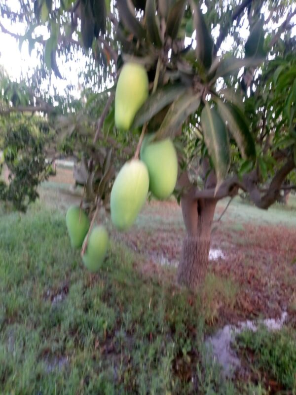 Sindhri - سندھڑی آم - Image 17