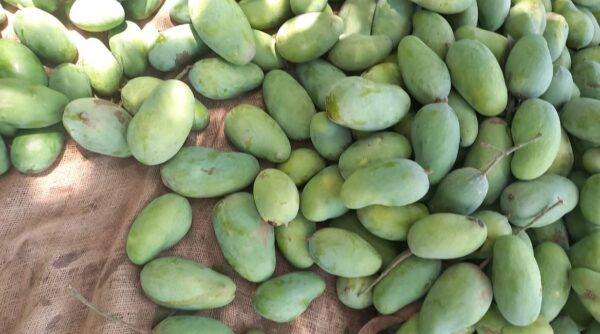 Sindhri - سندھڑی آم - Image 18