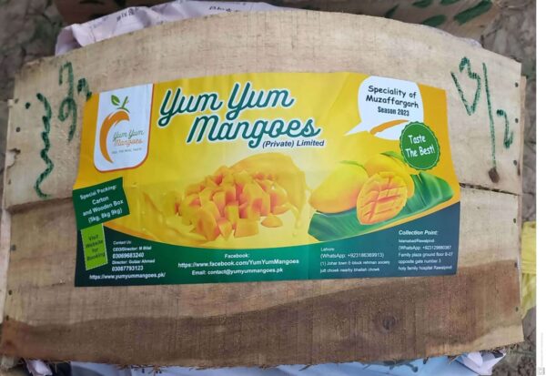 White Chaunsa (Mousmi Chaunsa) - سفید چونسا - Image 70
