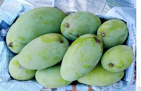 White Chaunsa (Mousmi Chaunsa) - سفید چونسا - Image 67