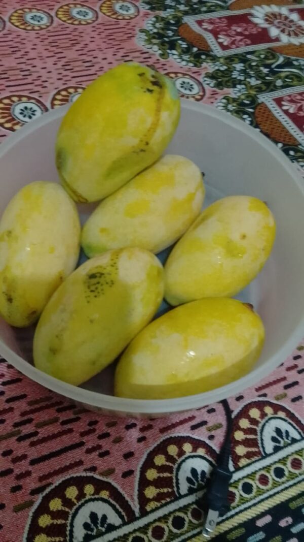 White Chaunsa (Mousmi Chaunsa) - سفید چونسا - Image 29