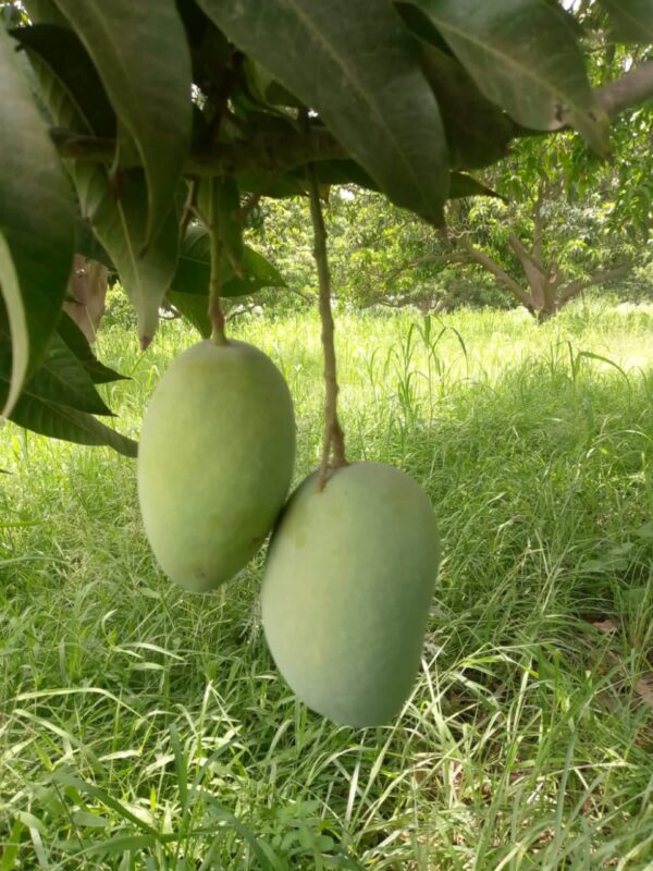 White Chaunsa (Mousmi Chaunsa) - سفید چونسا - Image 26