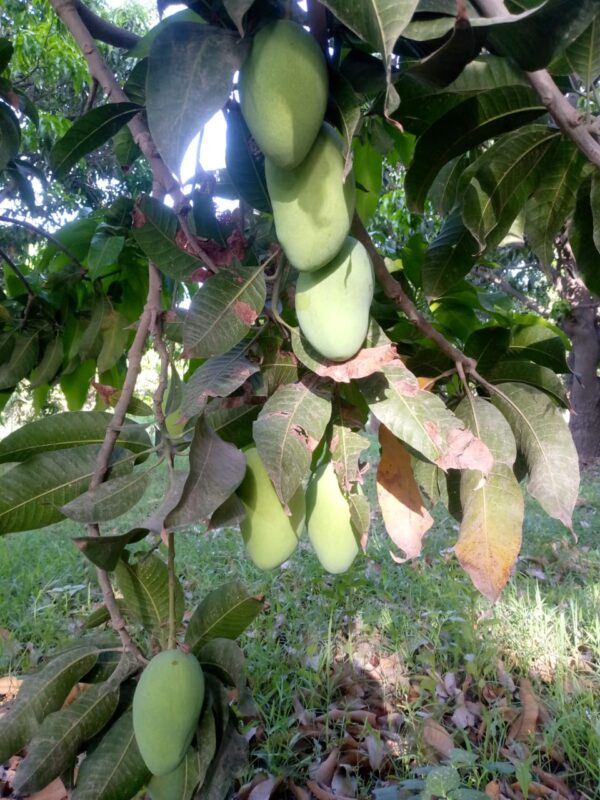 White Chaunsa (Mousmi Chaunsa) - سفید چونسا - Image 13