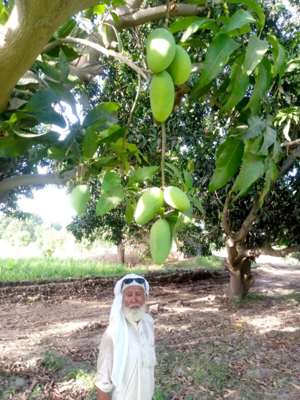 White Chaunsa (Mousmi Chaunsa) - سفید چونسا - Image 11