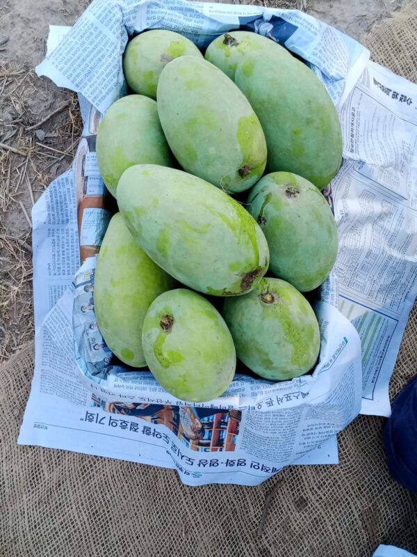 White Chaunsa (Mousmi Chaunsa) - سفید چونسا - Image 6