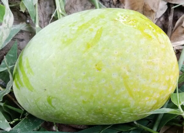 White Chaunsa (Mousmi Chaunsa) - سفید چونسا - Image 2