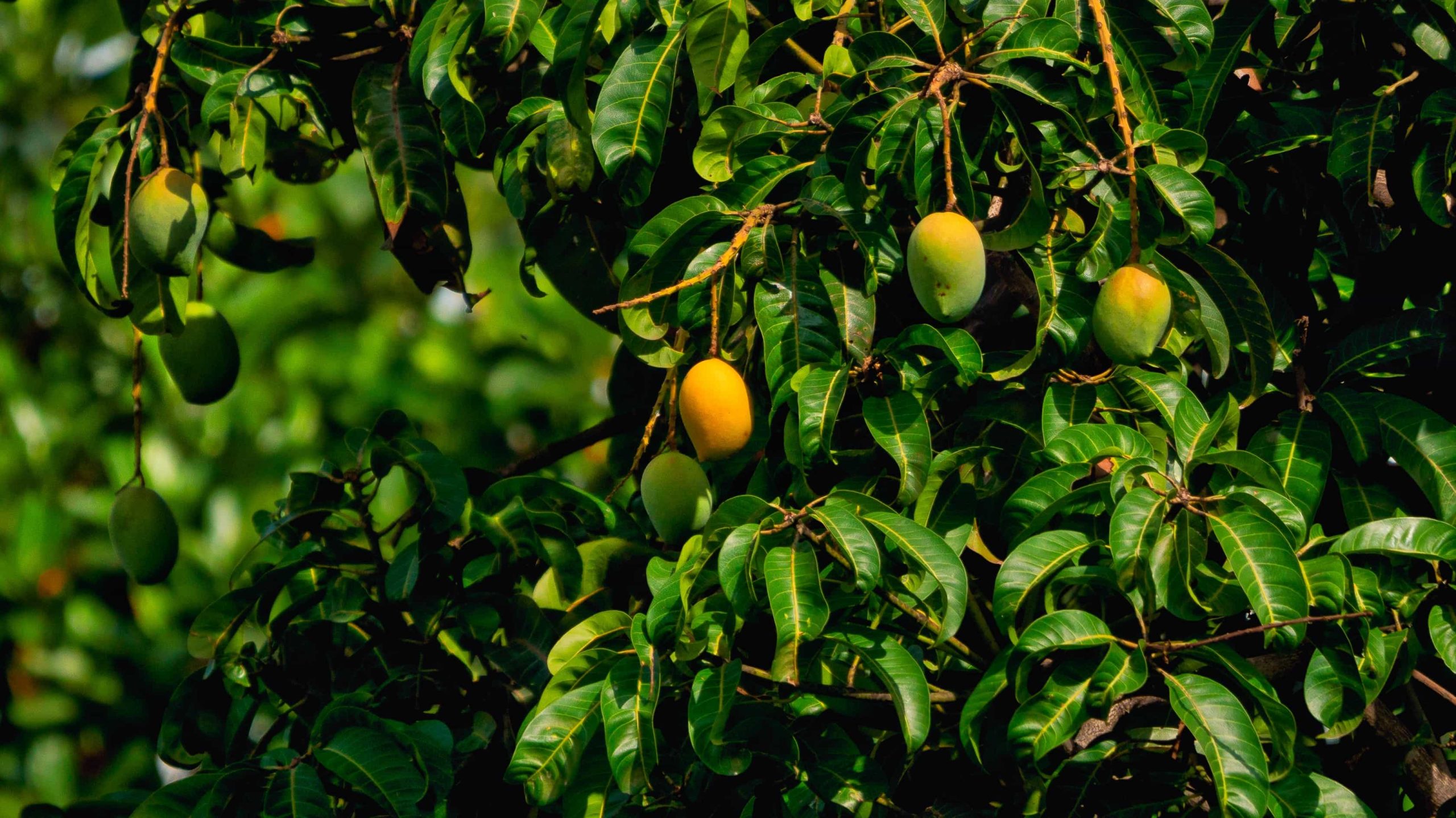 rajendra-biswal-BafVsMpoSF0-unsplash